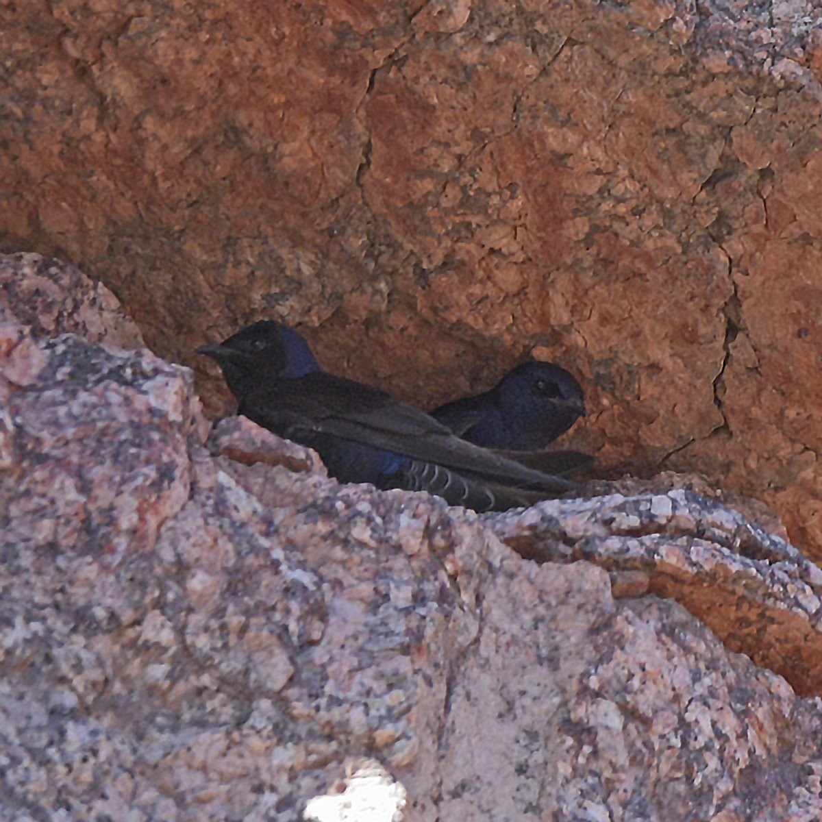 Southern Martin - ML643644011
