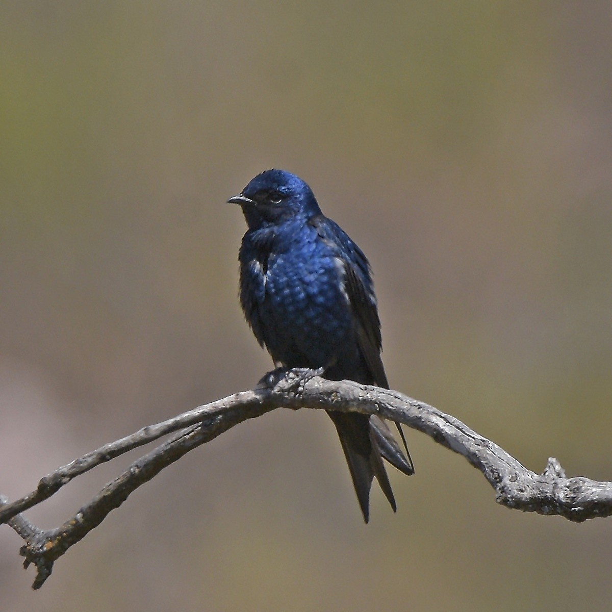 Southern Martin - ML643644012