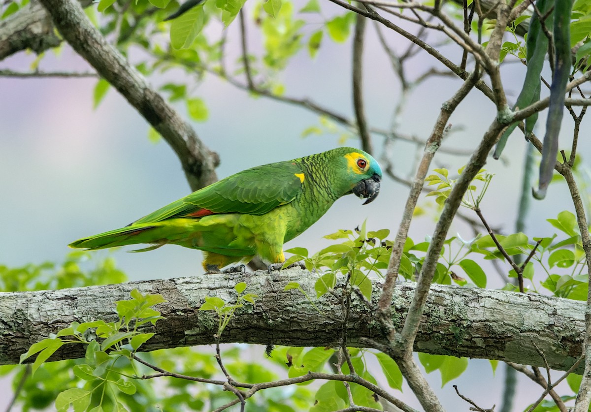 Amazona Frentiazul - ML643644021