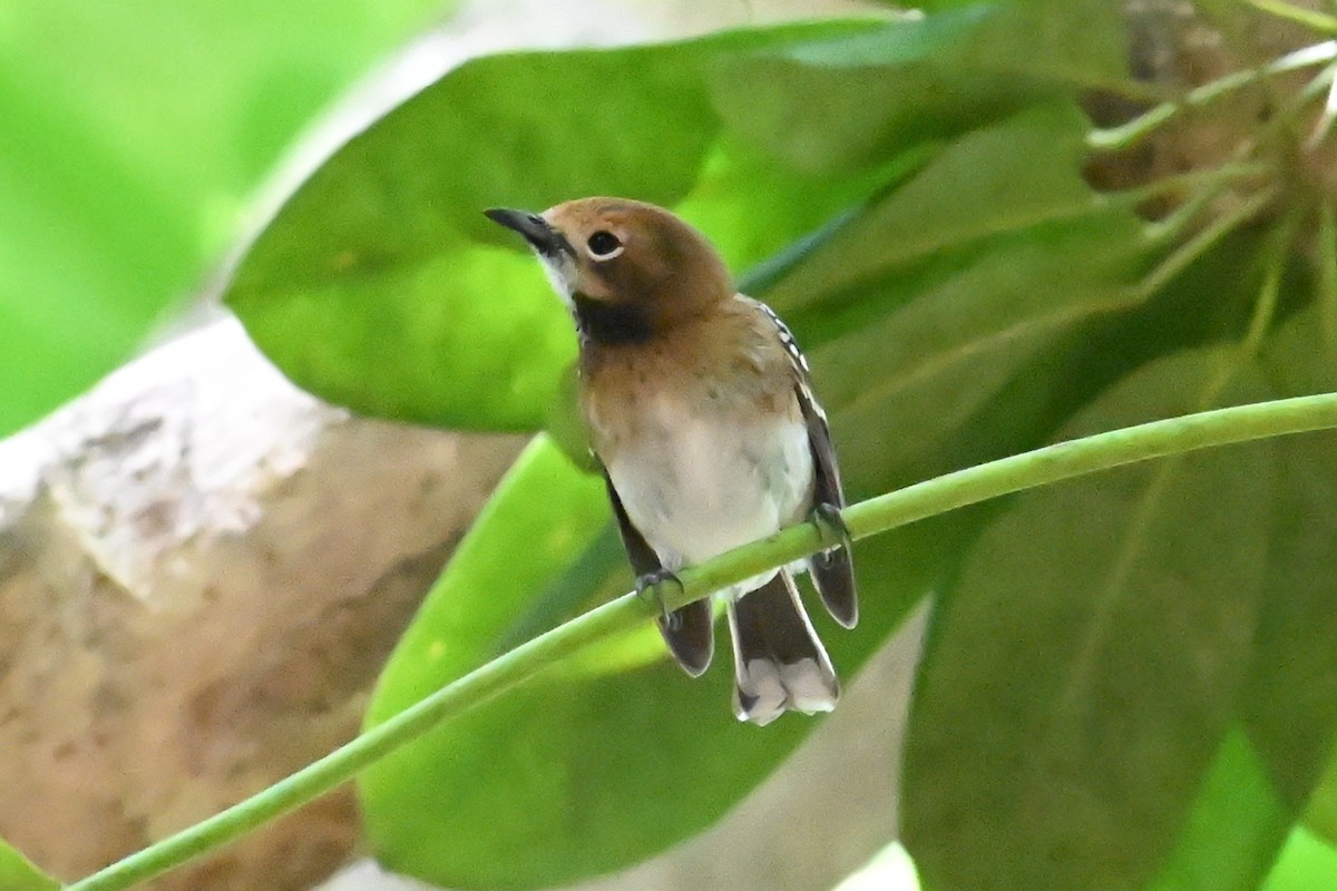 Oahu Elepaio - ML643644023