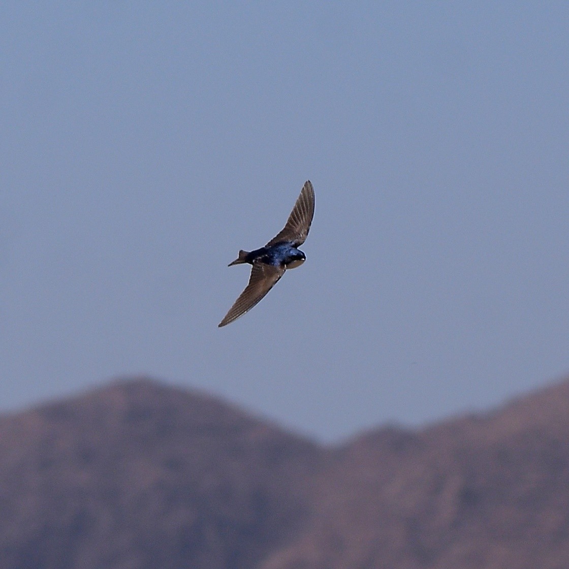 Blue-and-white Swallow - ML643644024
