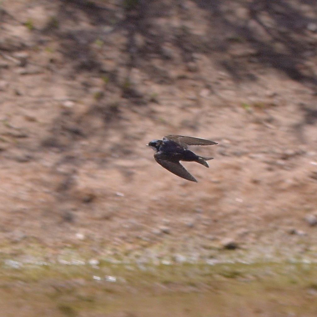 Blue-and-white Swallow - ML643644025