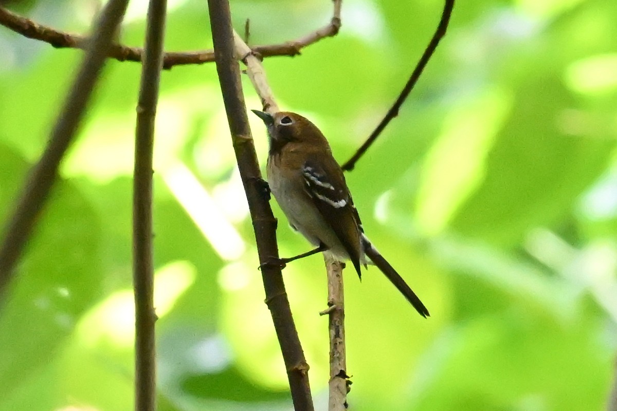 Oahu Elepaio - ML643644026