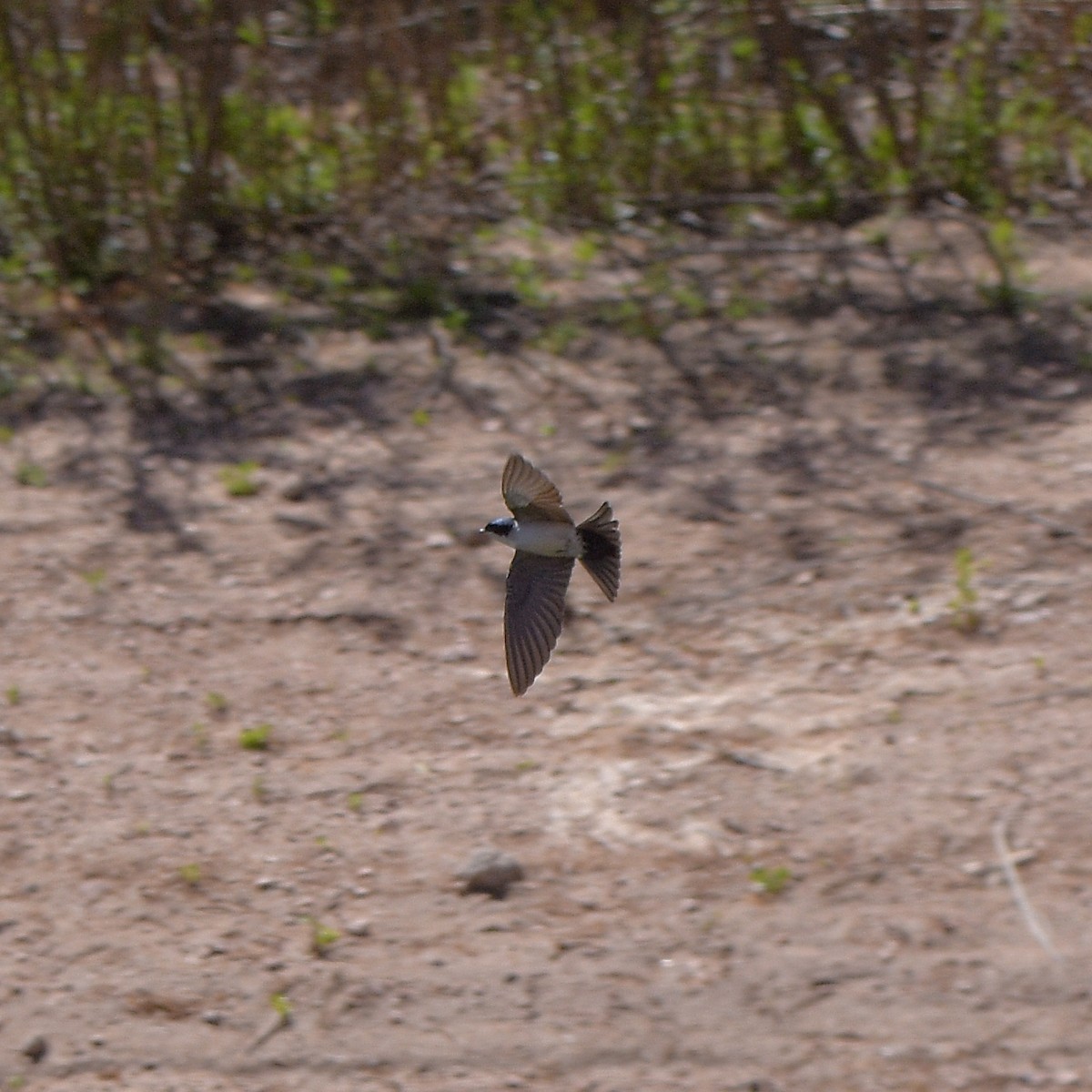 Blue-and-white Swallow - ML643644027