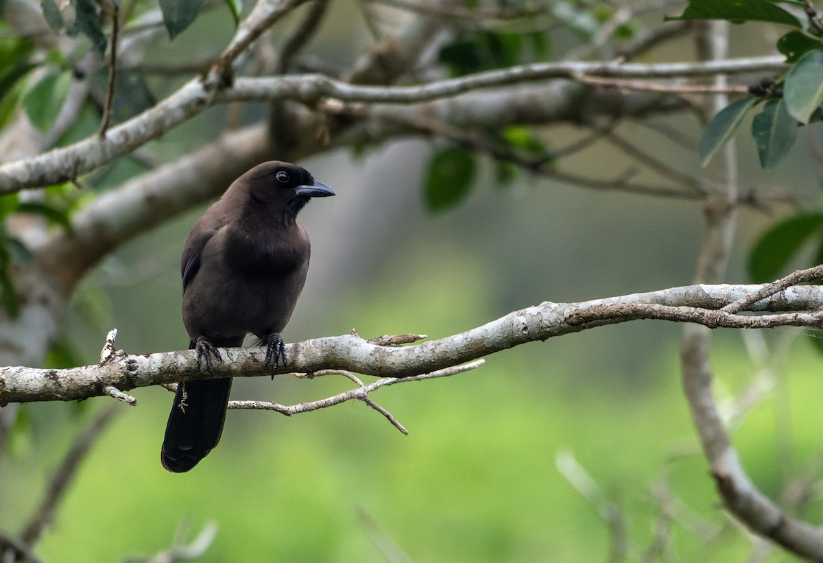 Purplish Jay - ML643644028