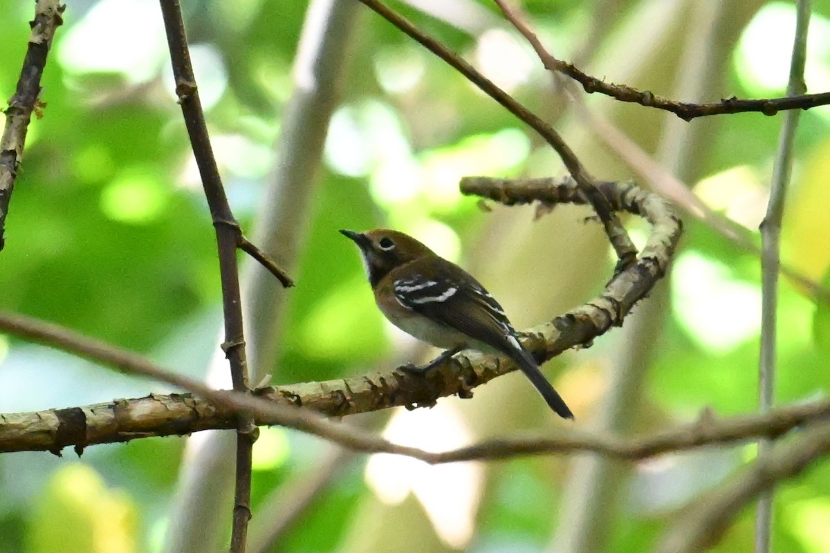 Oahu Elepaio - ML643644035