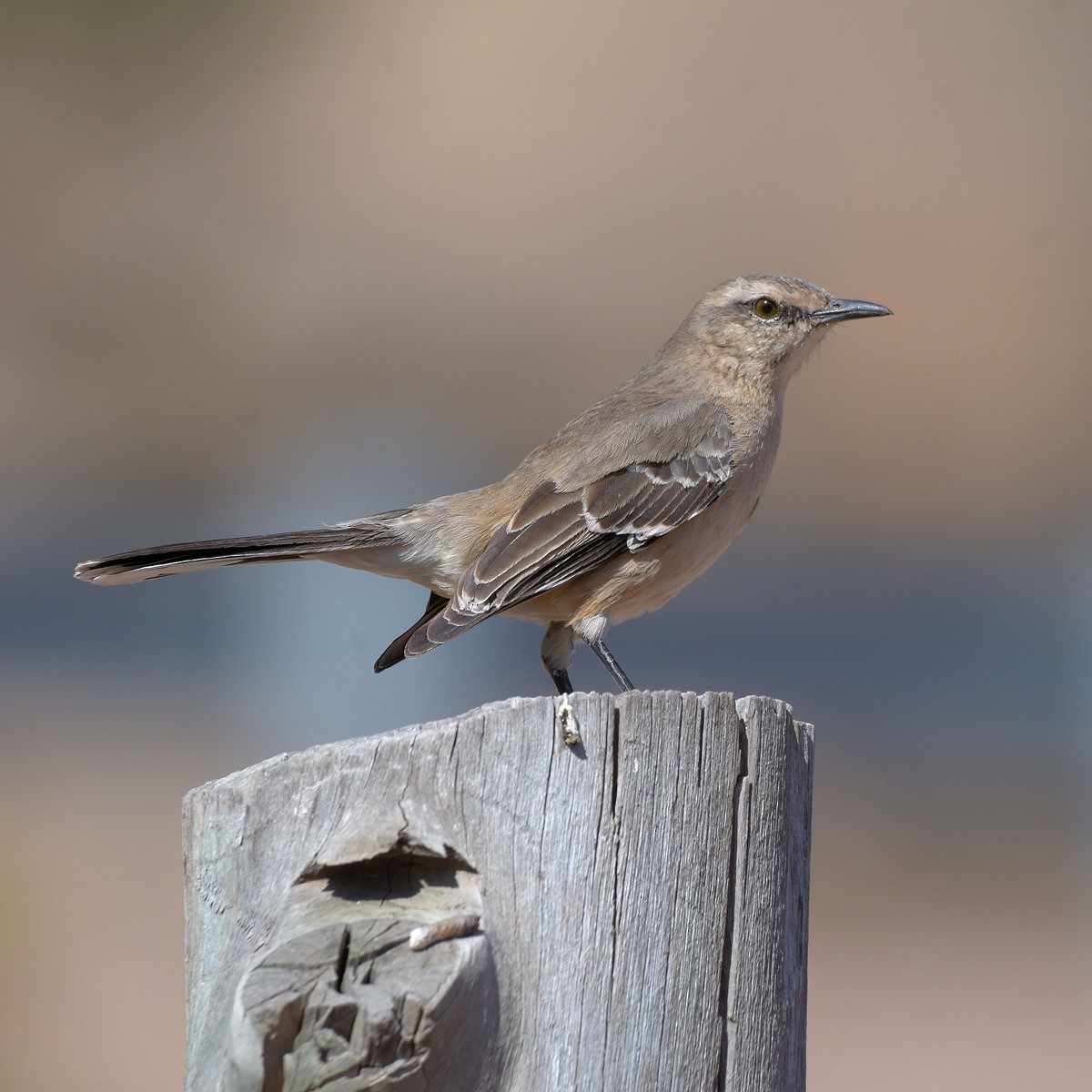 Patagonya Taklitçisi - ML643644037