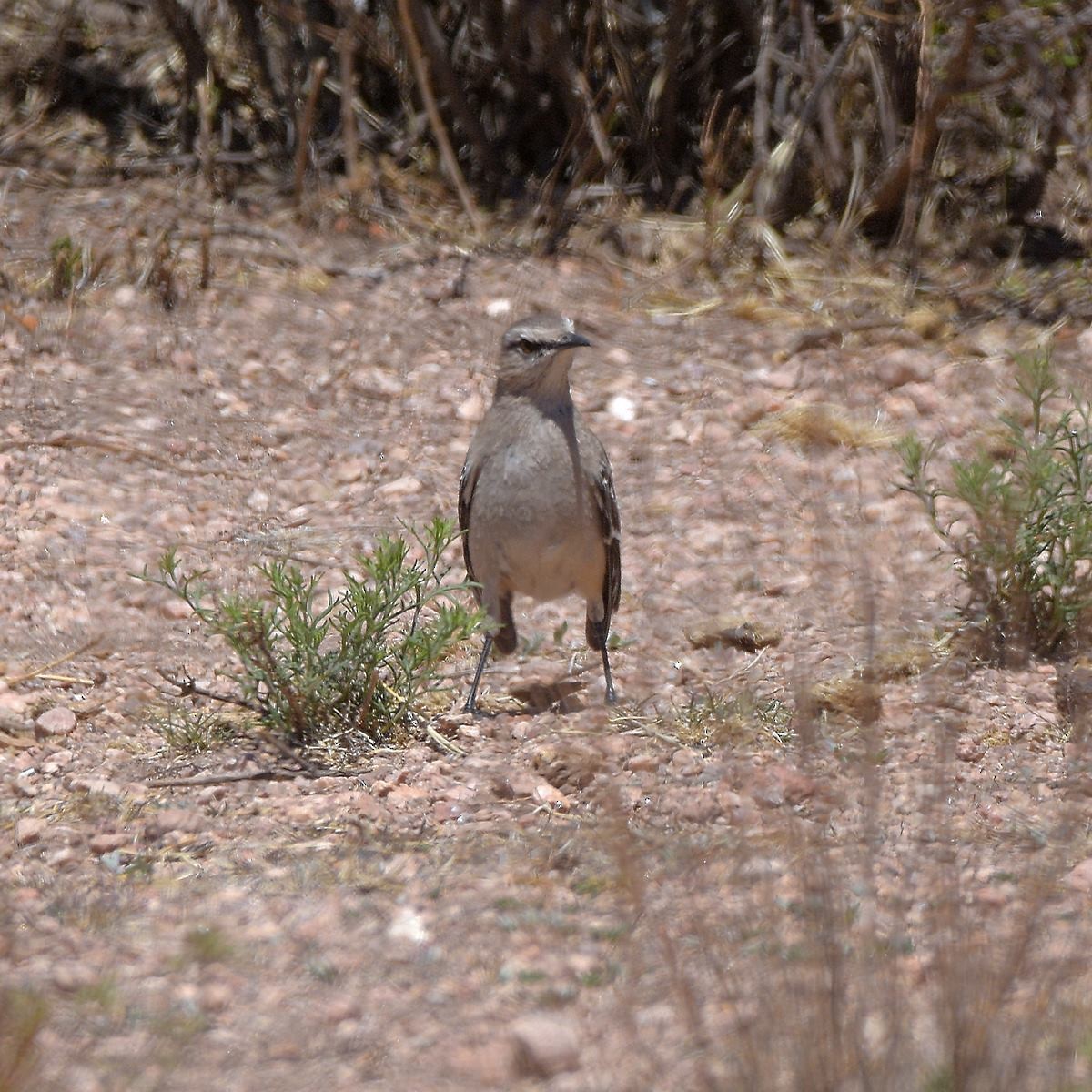 Patagonya Taklitçisi - ML643644038
