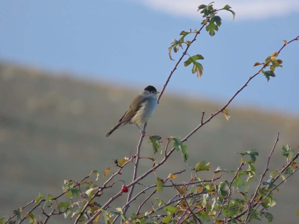 Txinbo kaskabeltza - ML643644063