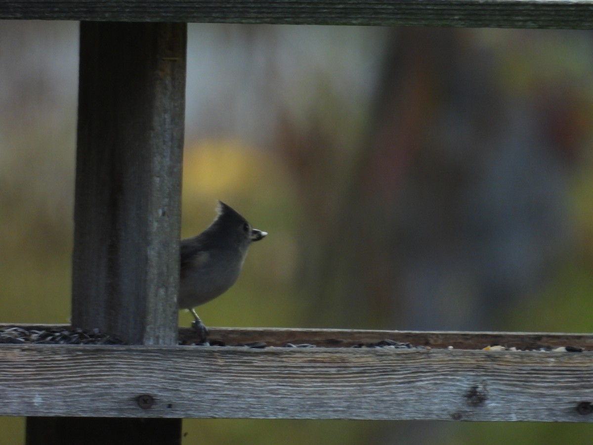 Tufted Titmouse - ML643644064