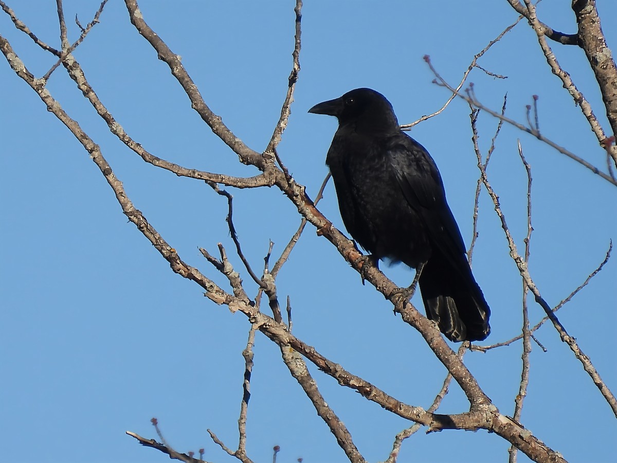 American Crow - ML643644065