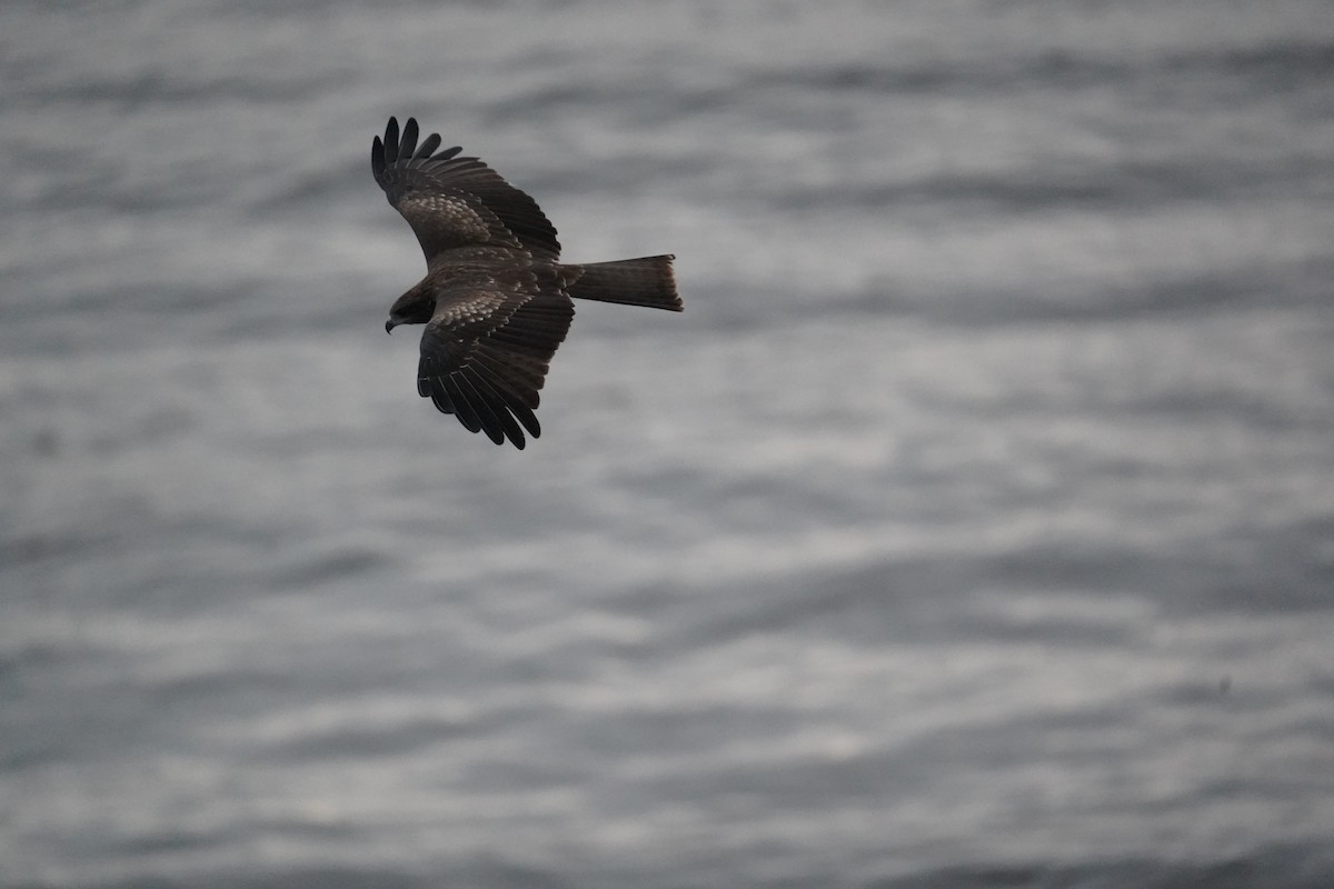 Black Kite - ML643644069