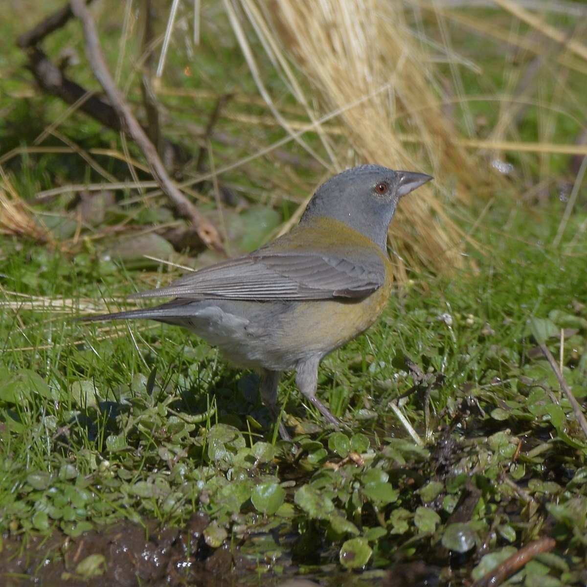 Gray-hooded Sierra Finch - ML643644074