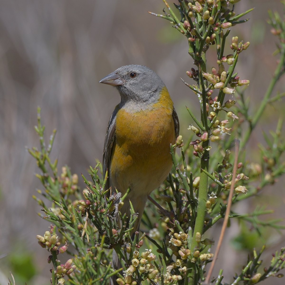 Gray-hooded Sierra Finch - ML643644075