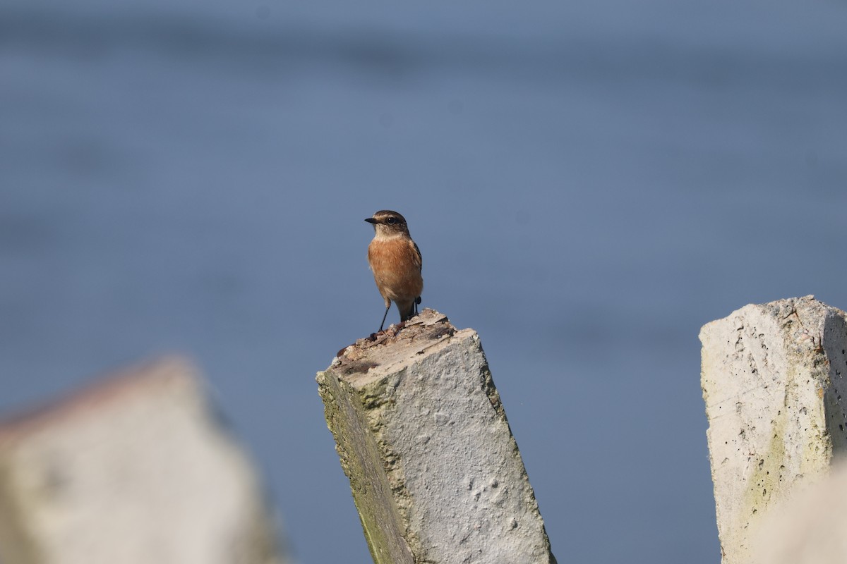 Pallasschwarzkehlchen - ML643644105