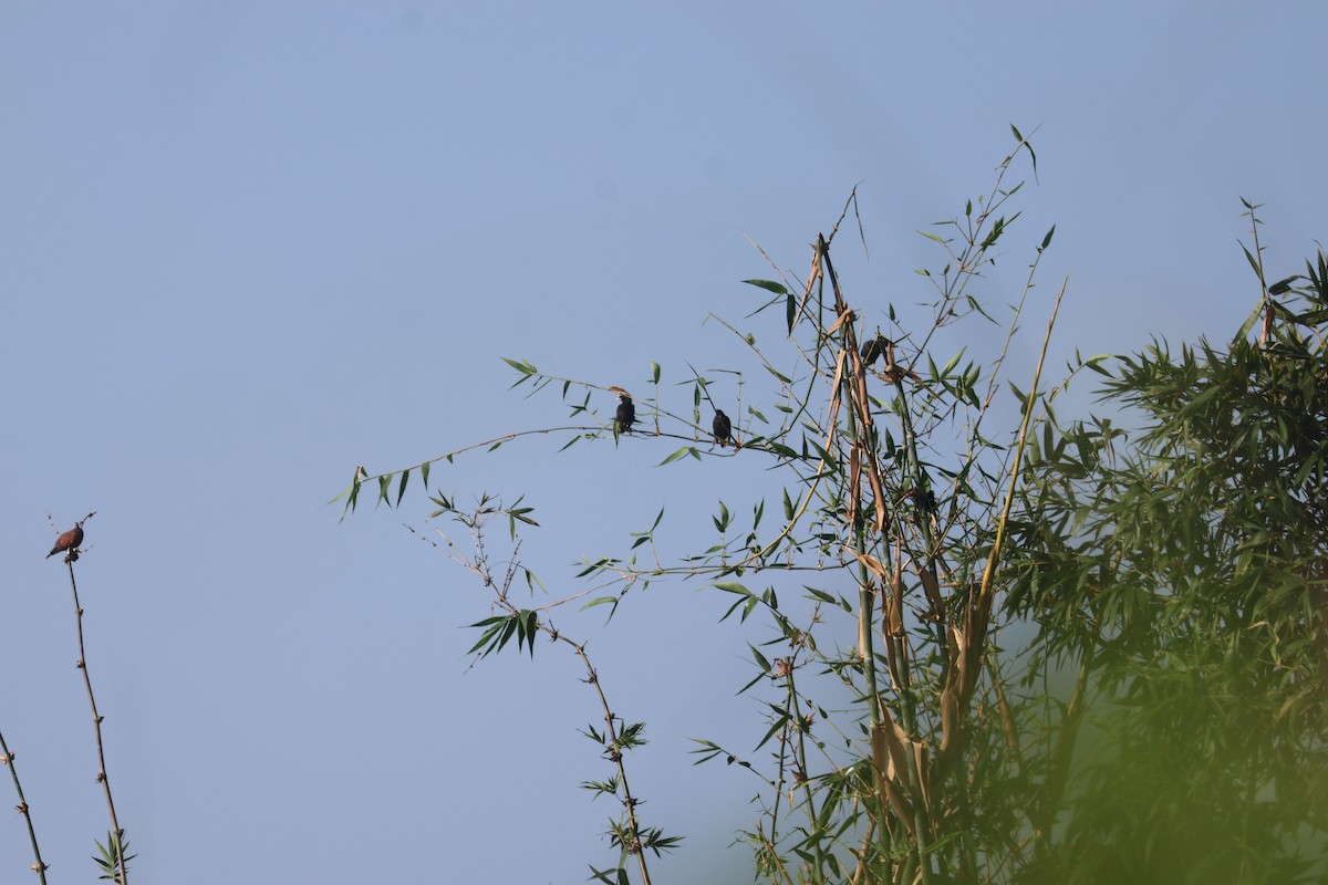 Great Myna - ML643644109