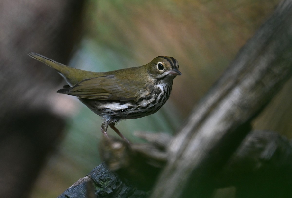 Ovenbird - ML643644143