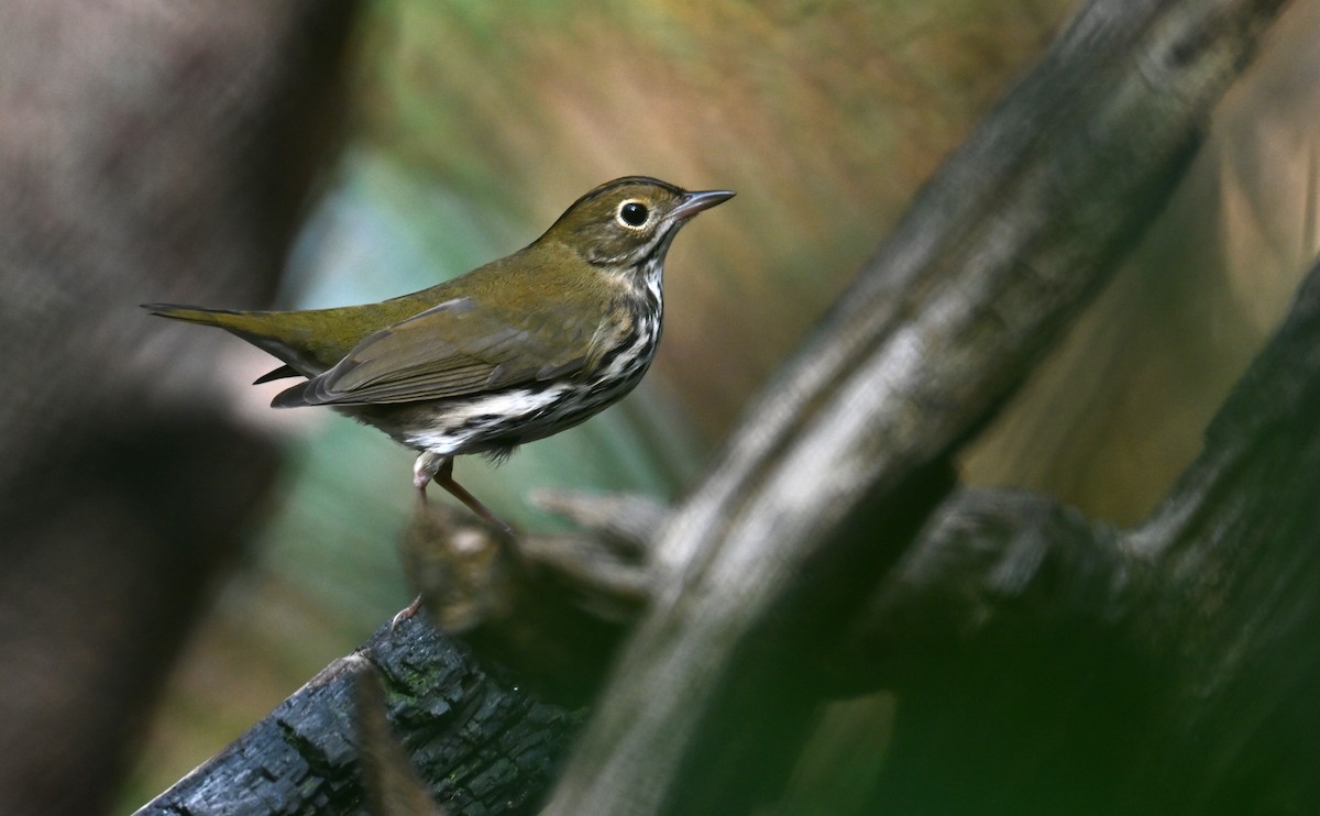 Ovenbird - ML643644144