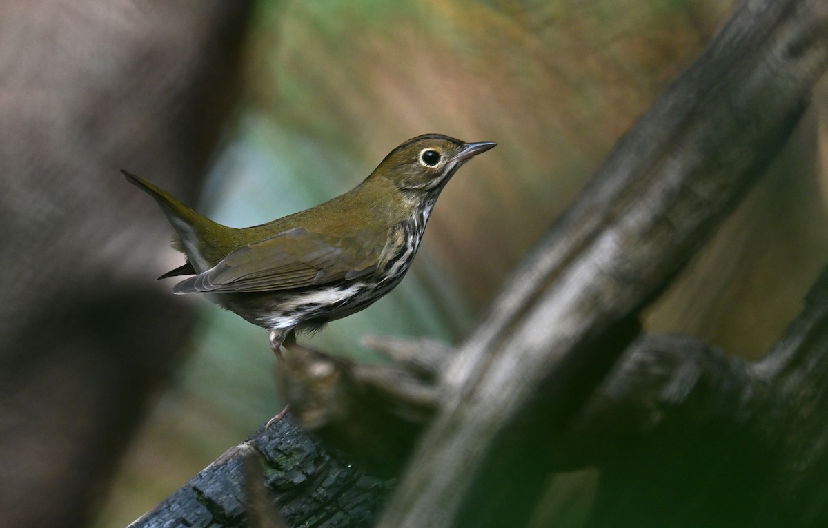Ovenbird - ML643644145