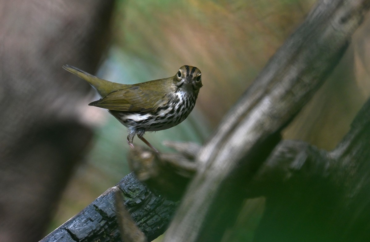Ovenbird - ML643644146