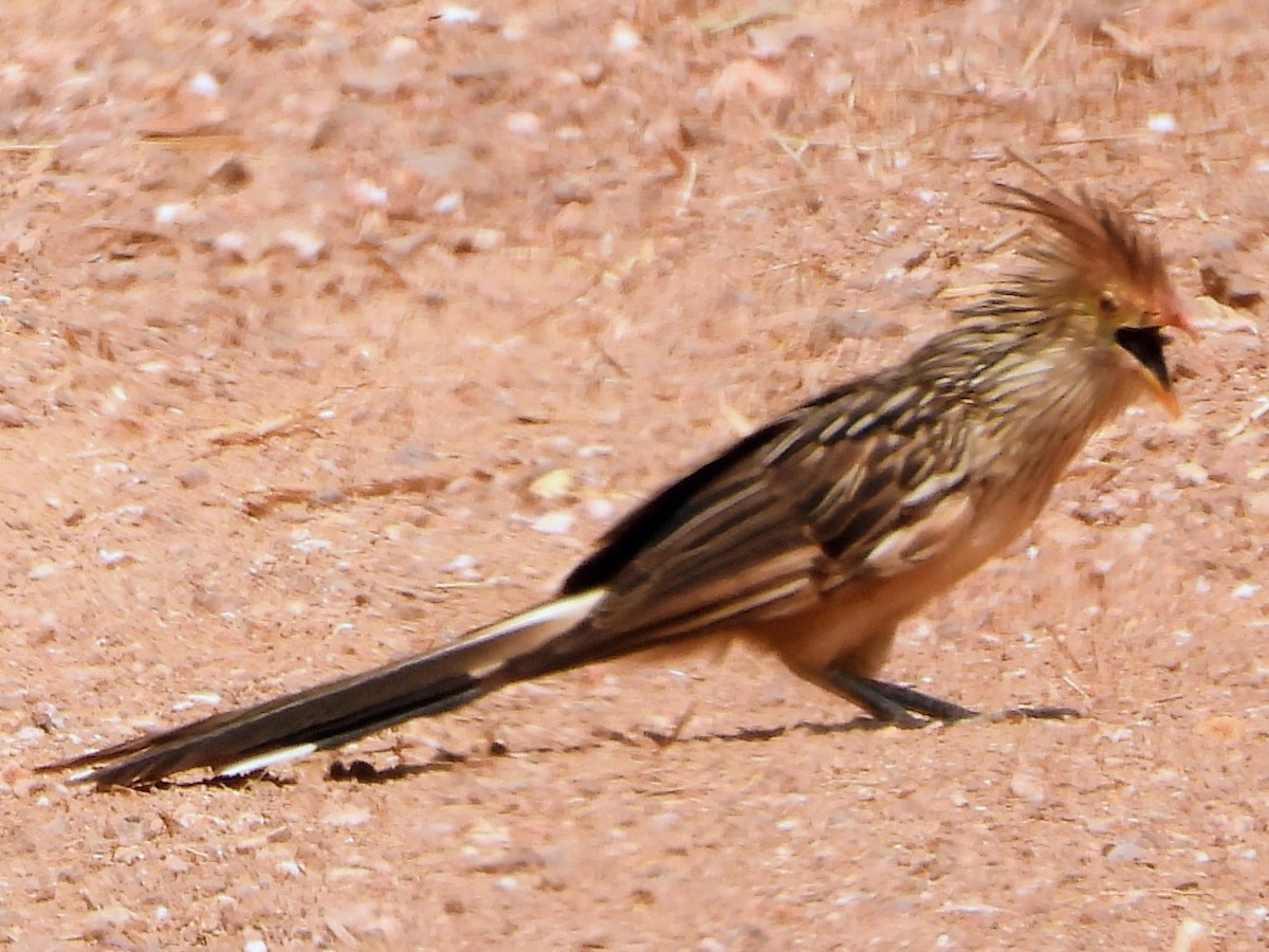 Guira Cuckoo - ML643644162