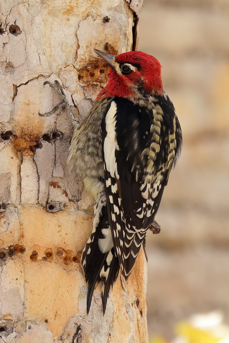 Red-breasted Sapsucker - ML643644192