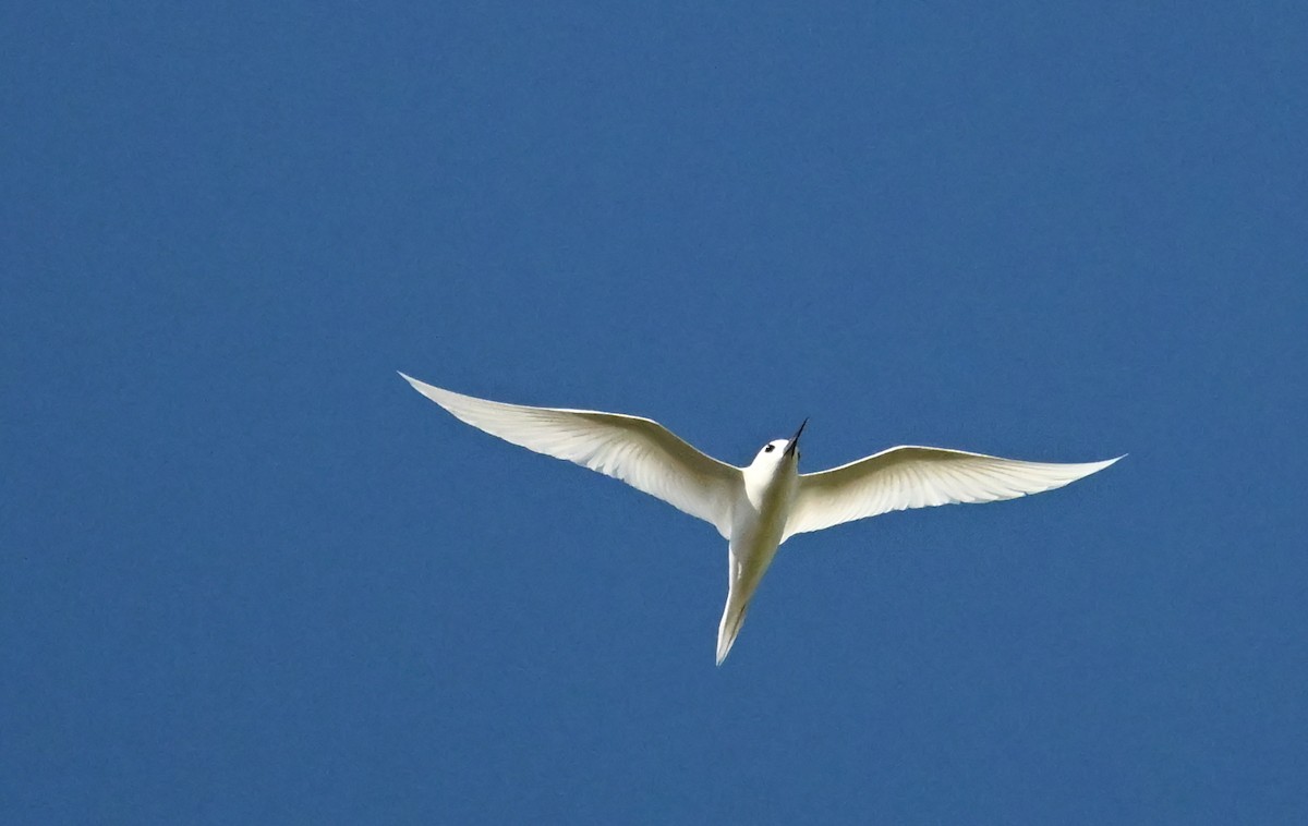White Tern (Pacific) - ML643644202