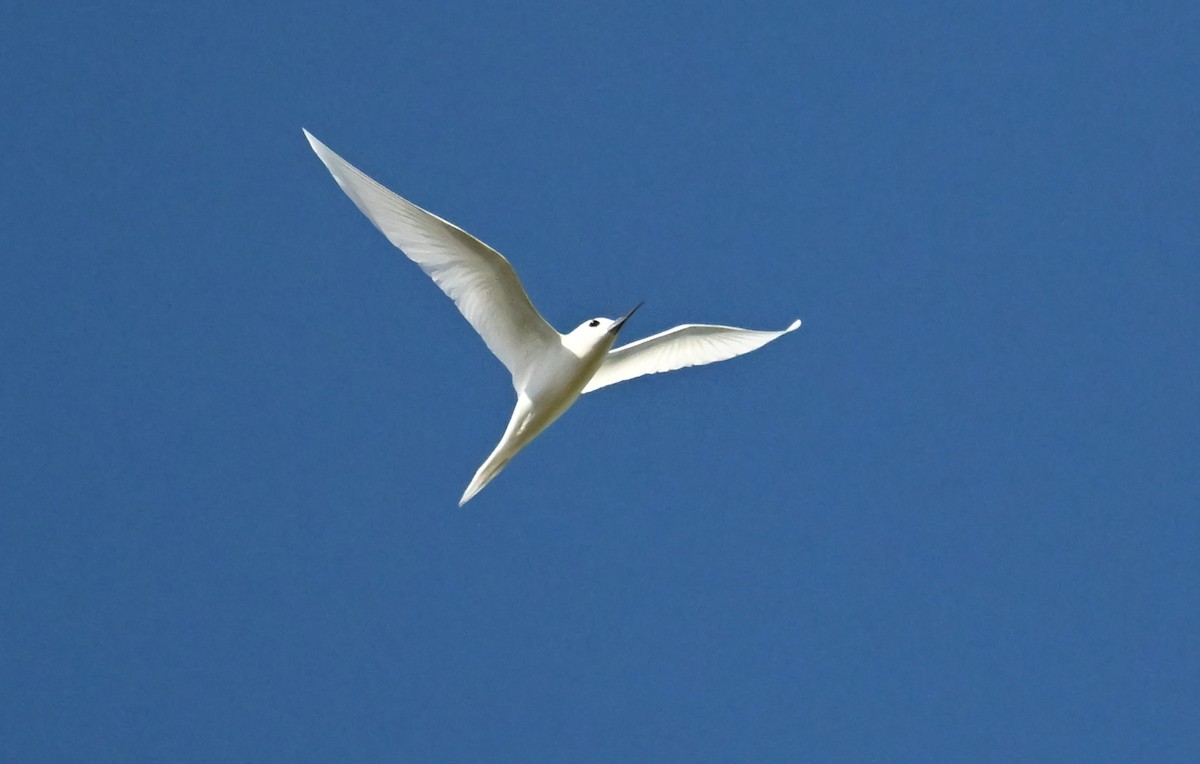 White Tern (Pacific) - ML643644203