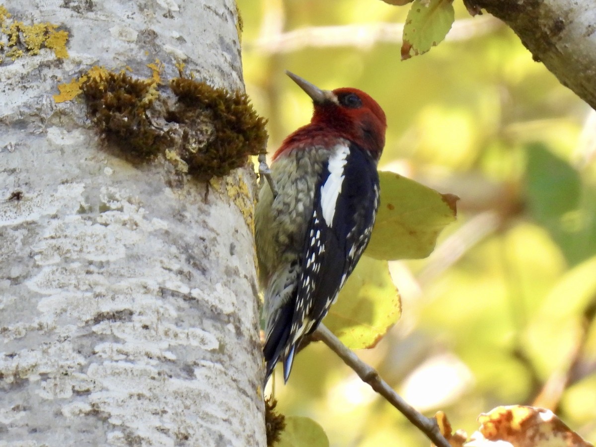 Red-breasted Sapsucker - ML643644206