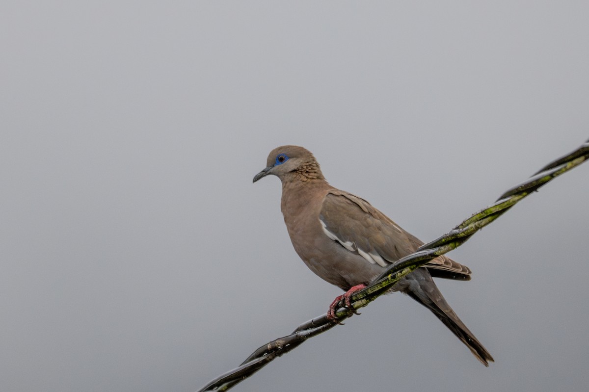 West Peruvian Dove - ML643644207