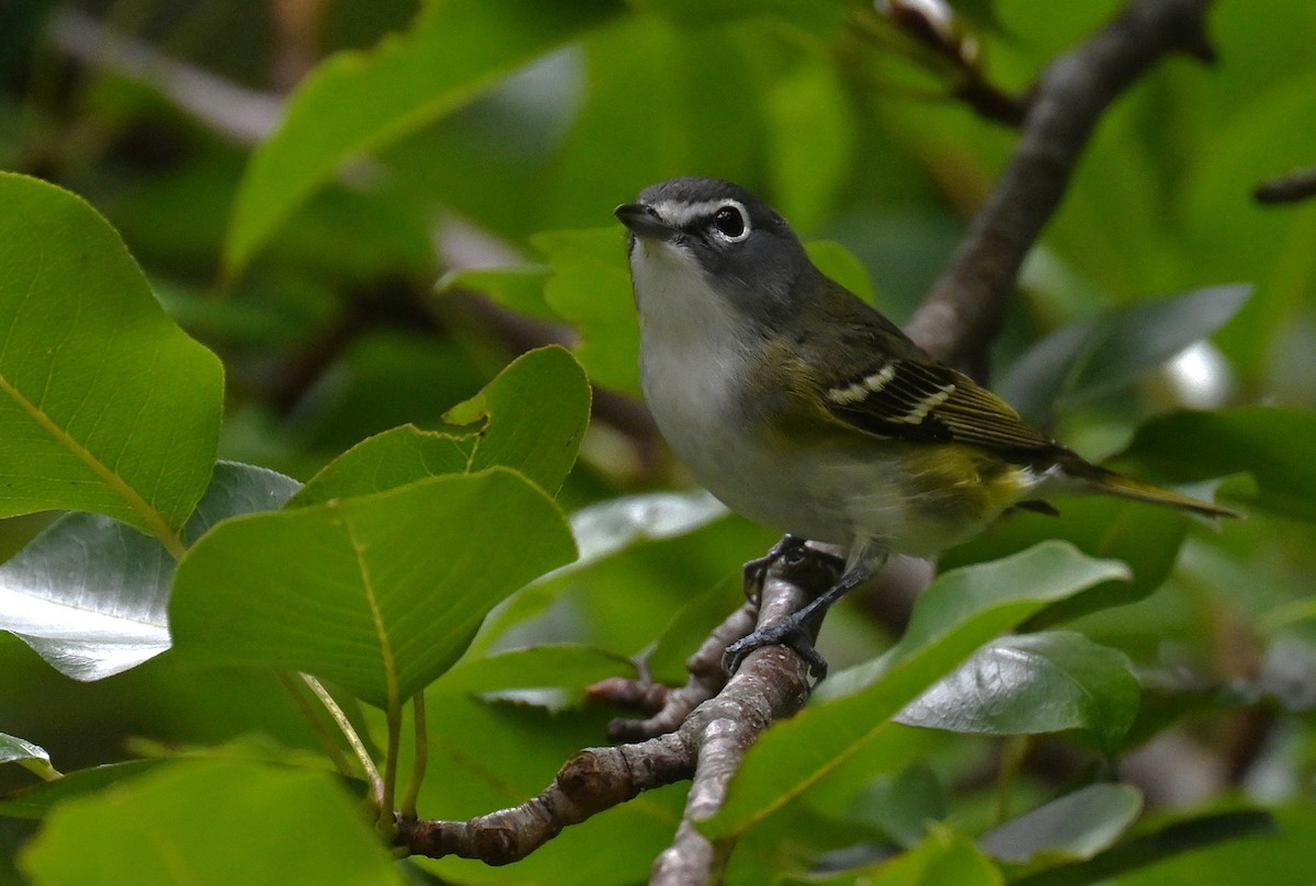 Blue-headed Vireo - ML643644224