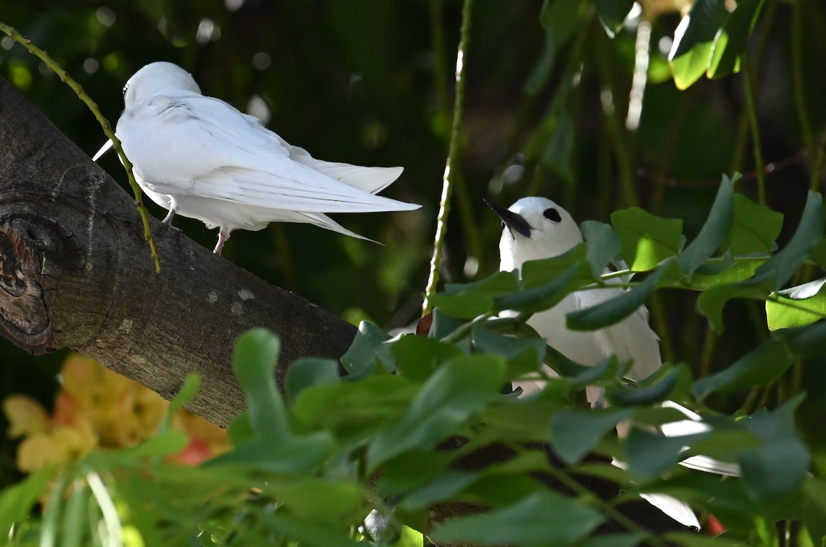 White Tern (Pacific) - ML643644225