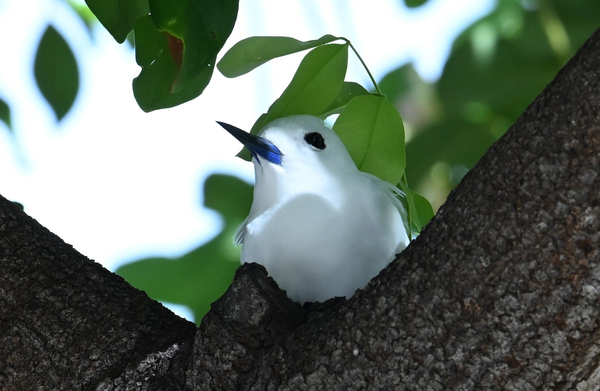 White Tern (Pacific) - ML643644233