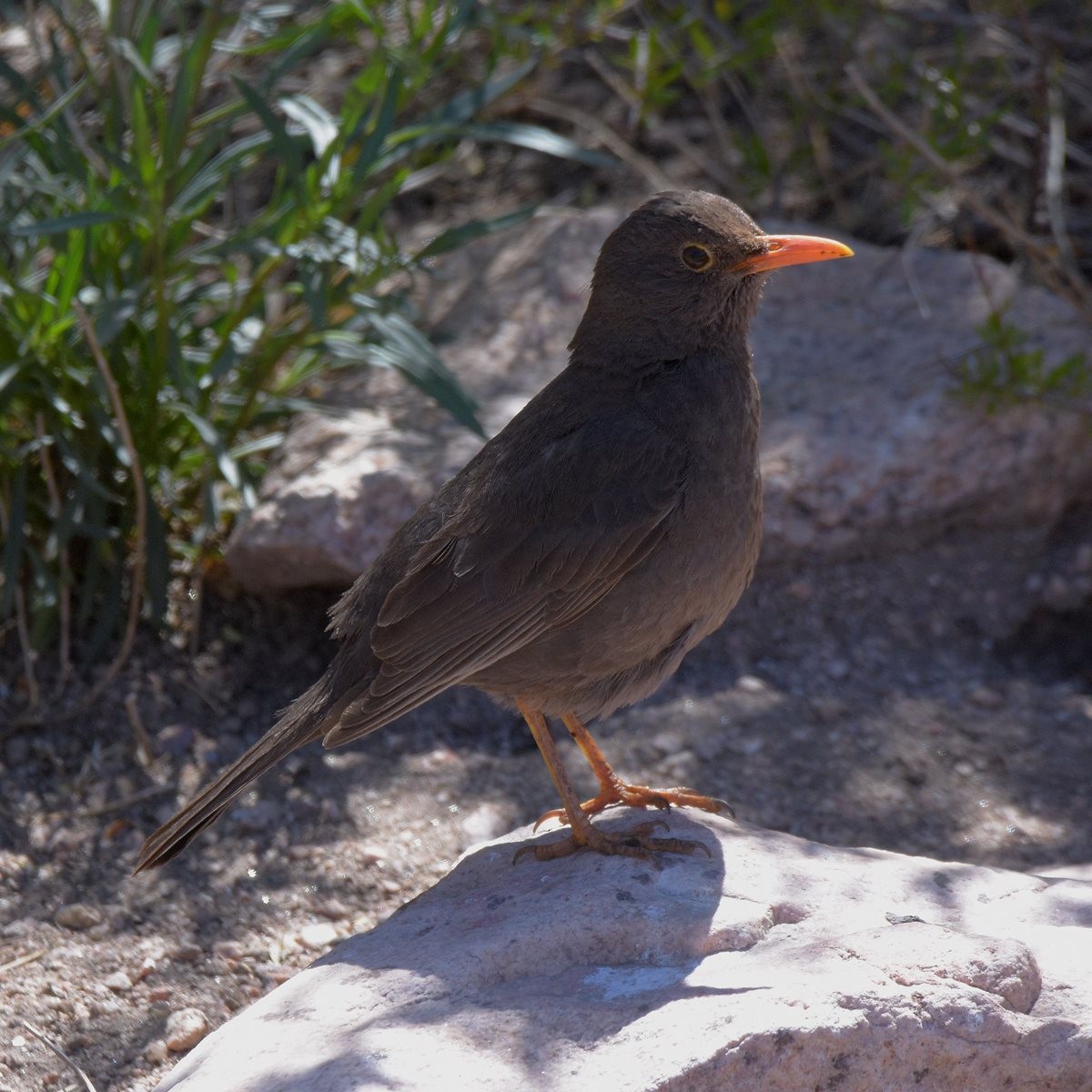 Chiguanco Thrush - ML643644234