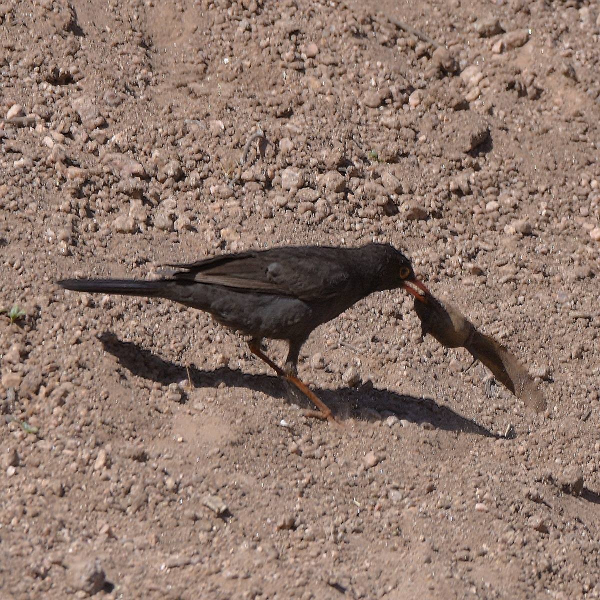 Chiguanco Thrush - ML643644235