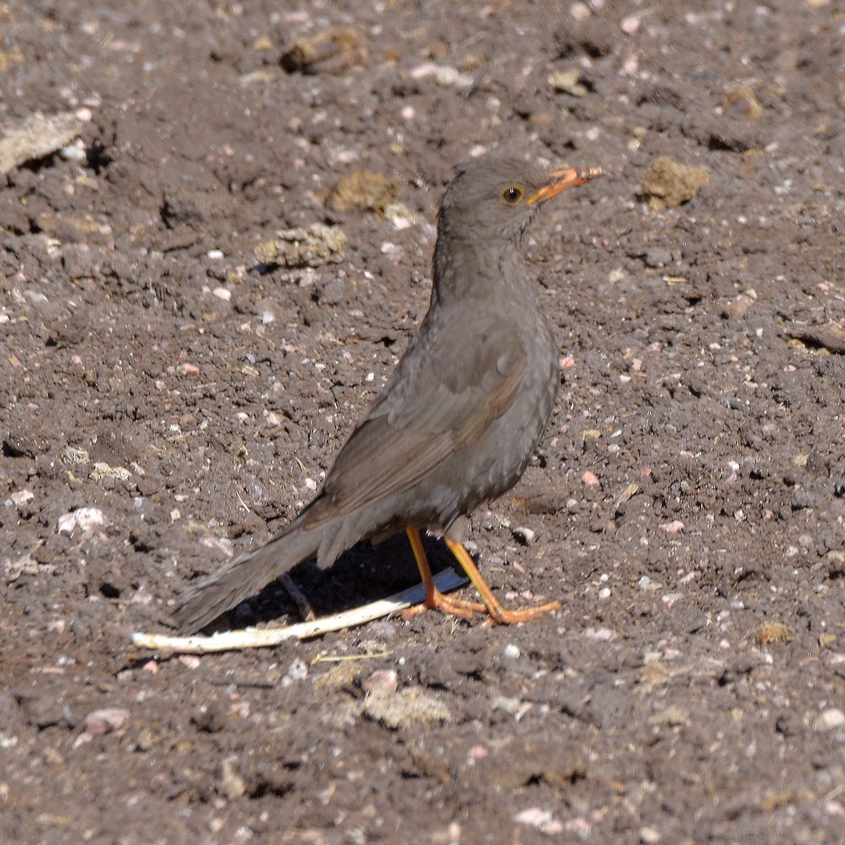 Chiguanco Thrush - ML643644236