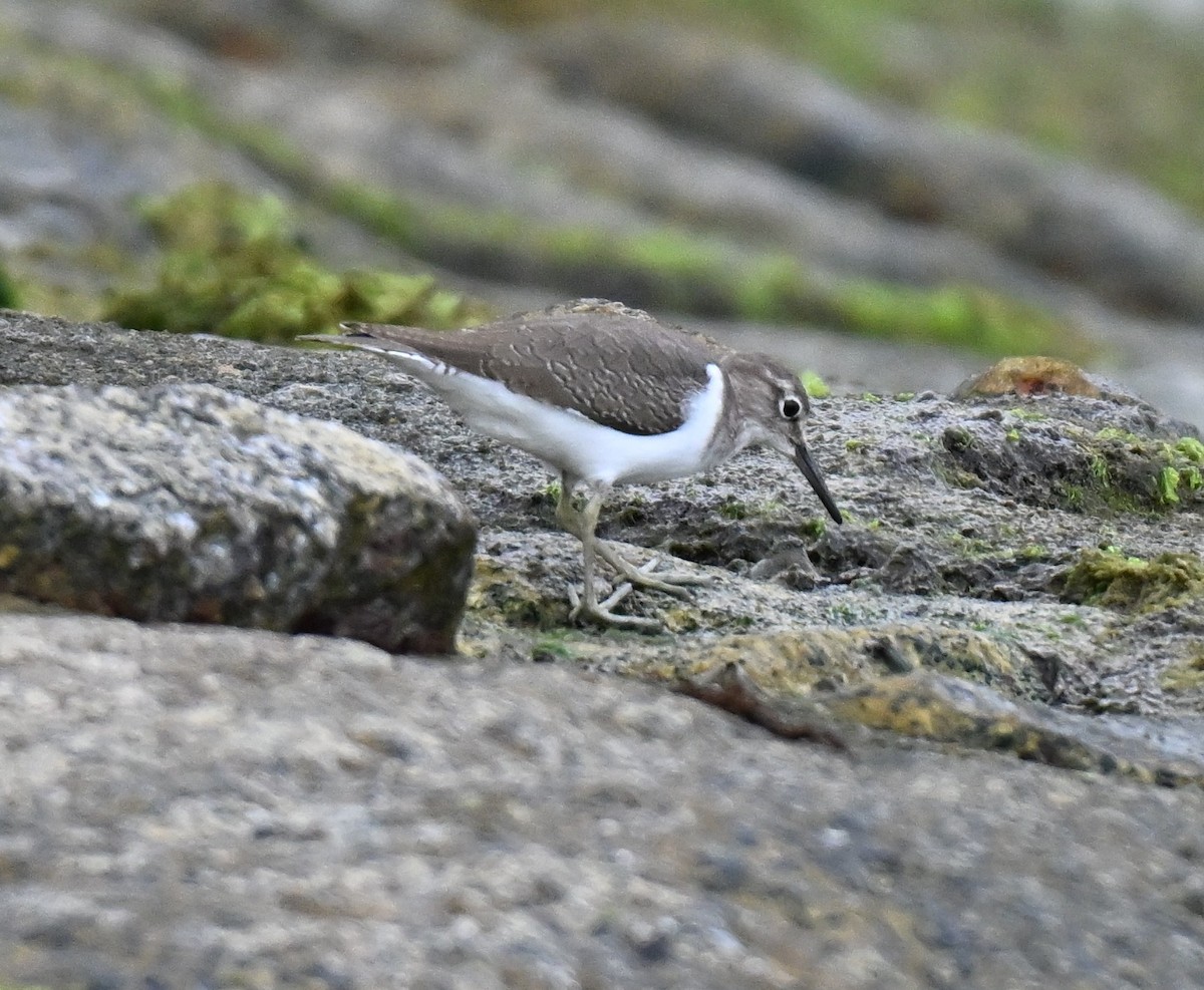 Common Sandpiper - ML643644249