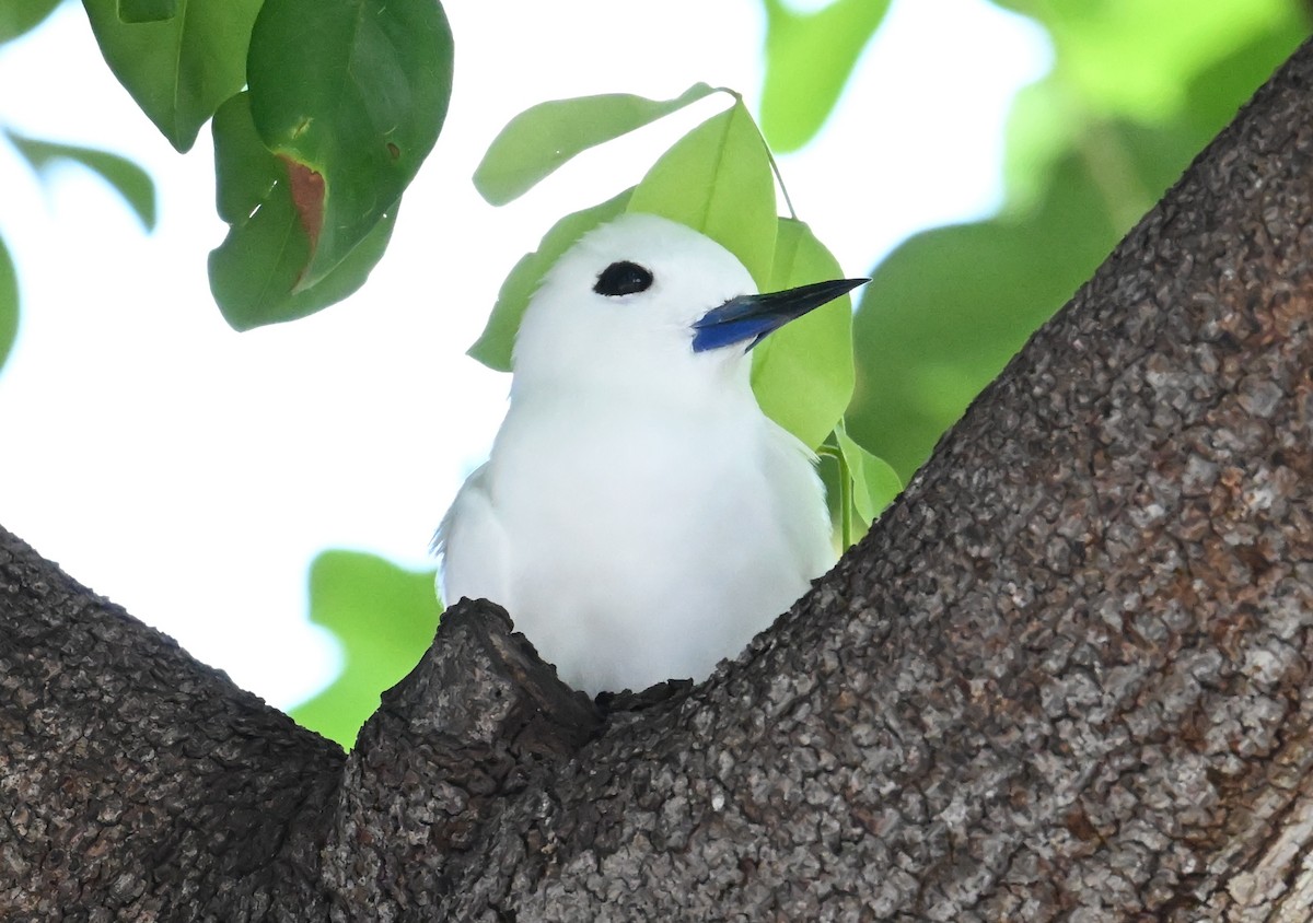 White Tern (Pacific) - ML643644254