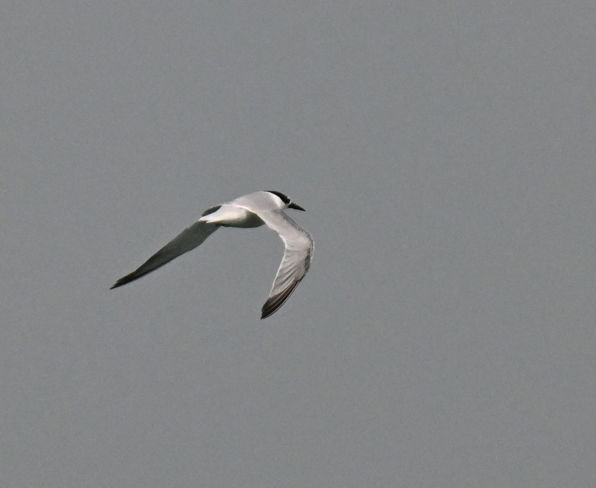 Black-naped Tern - ML643644259