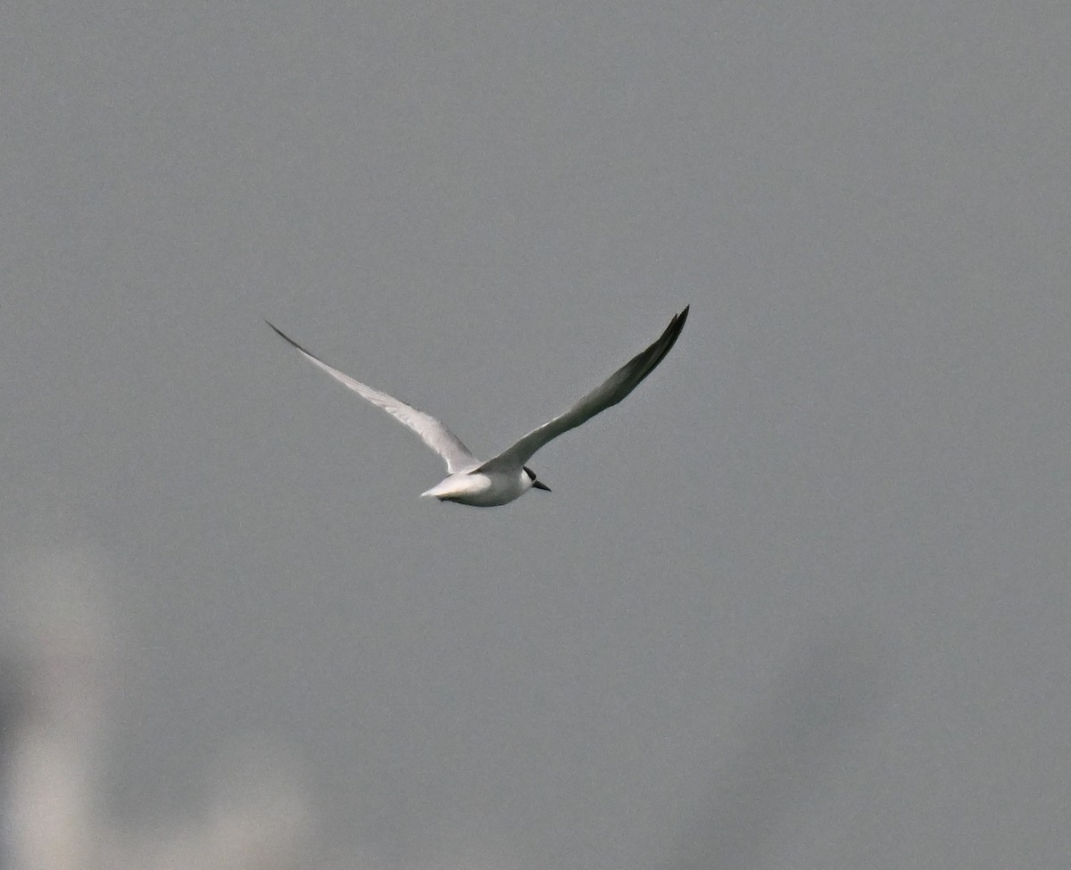 Black-naped Tern - ML643644260
