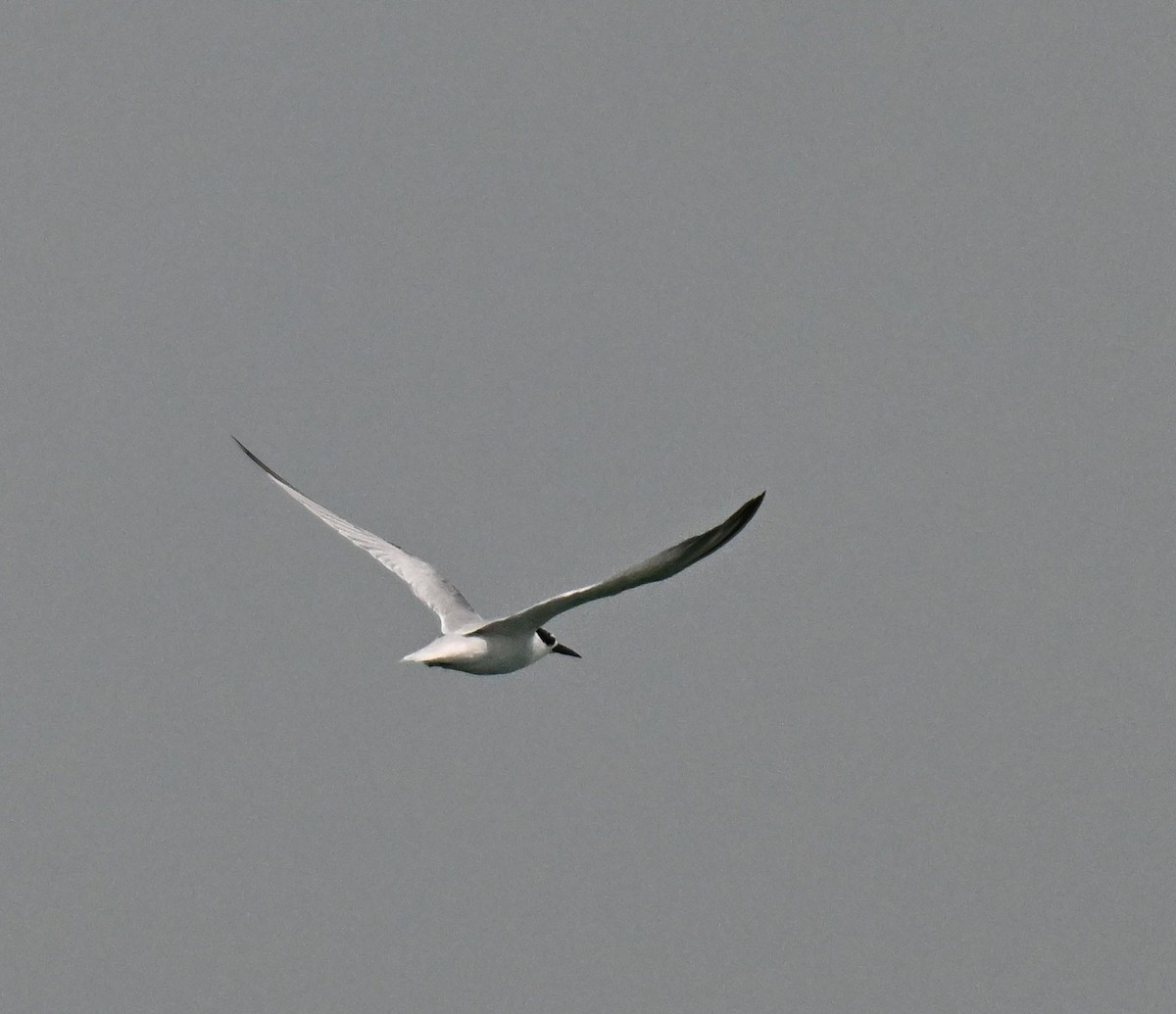 Black-naped Tern - ML643644261