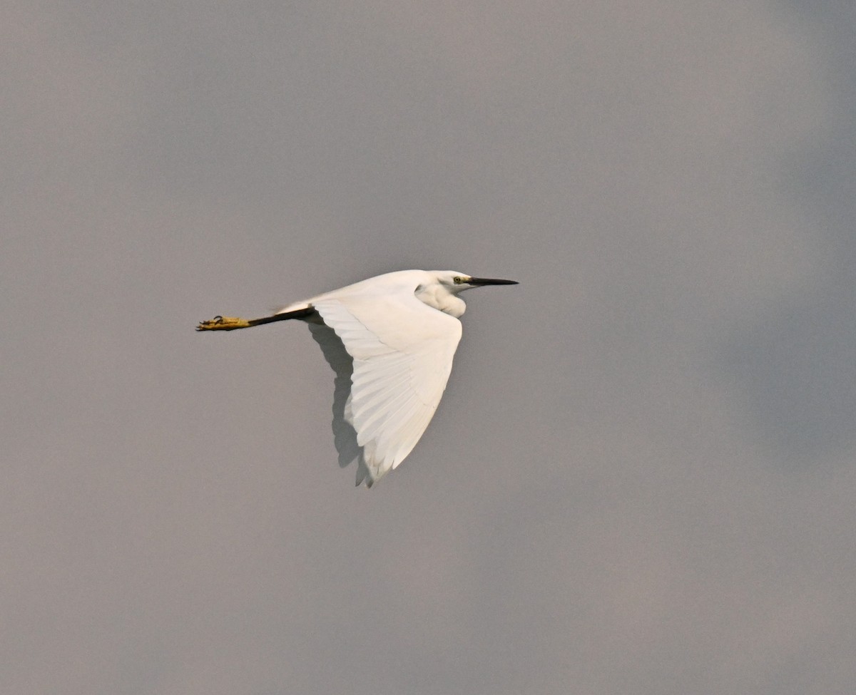 Little Egret - ML643644272