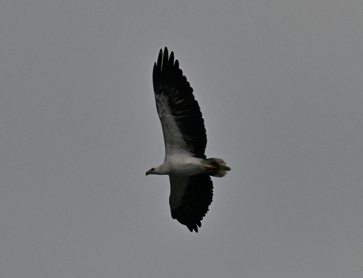 White-bellied Sea-Eagle - ML643644281