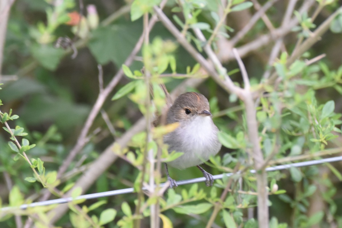 Fulvous-crowned Scrub-Tyrant - ML643644284