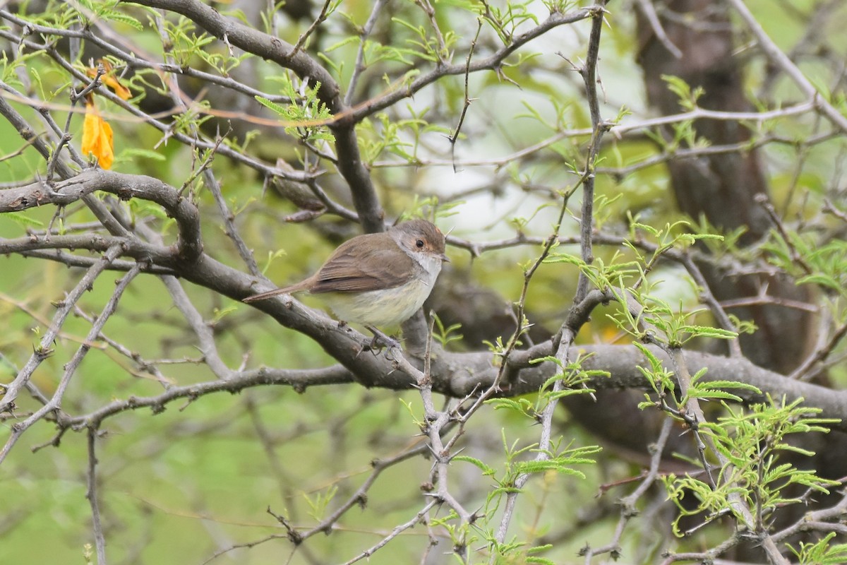 Fulvous-crowned Scrub-Tyrant - ML643644285