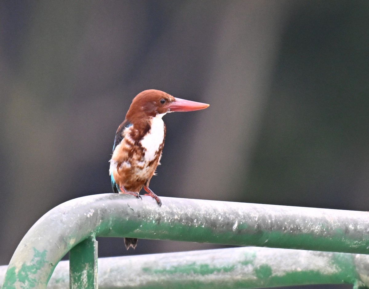 White-throated Kingfisher - ML643644288