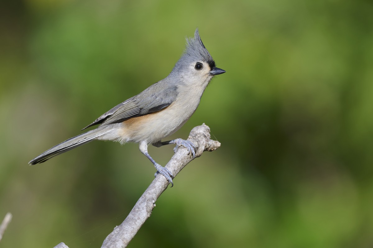 Tufted Titmouse - ML643644300