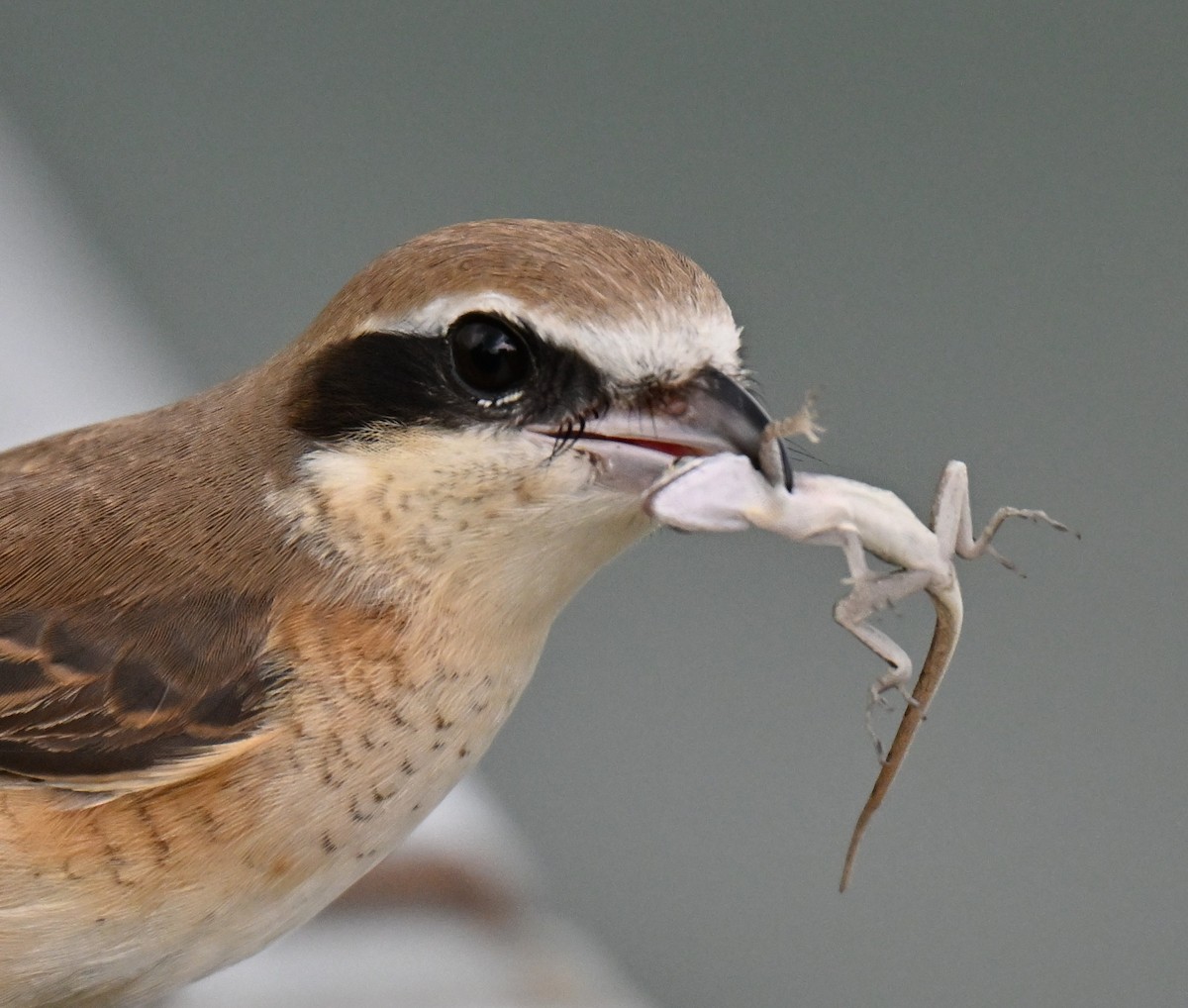 Brown Shrike - ML643644303
