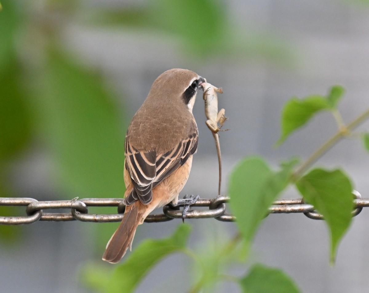 Brown Shrike - ML643644304