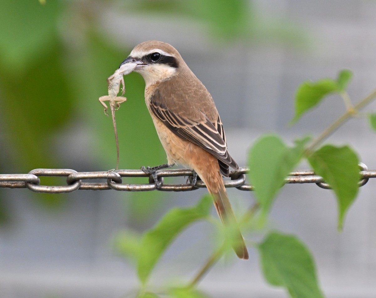 Brown Shrike - ML643644305